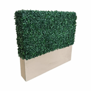 Boxwood Hedge Wall